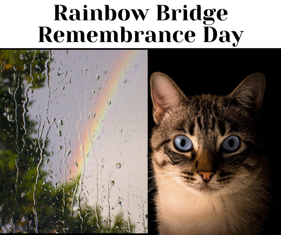 cornellcats's tweet photo. August 28 was Rainbow Bridge Remembrance Day...The pain associated with losing a pet can be devastating, whether the loss is sudden or has long been expected. 
Please consider visiting our website if you need more resources in dealing with your grief:
https://t.co/ofgzybBk0b https://t.co/90G87Zem6g