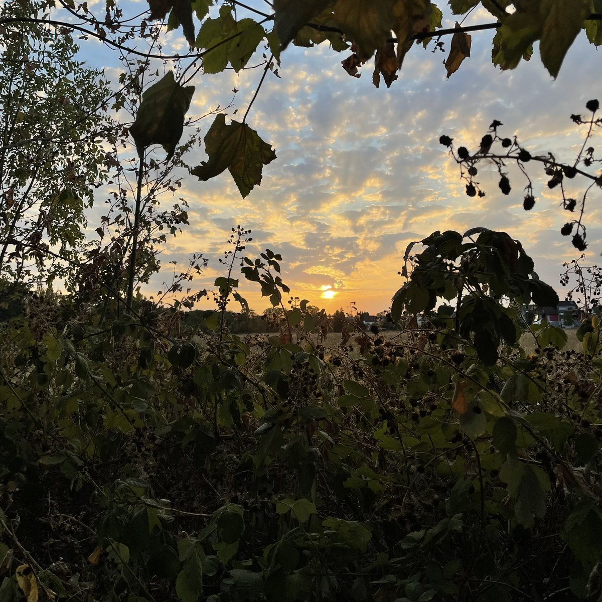 XFmGirl's tweet photo. Felt like dancing on my walk when listening to @yanntiersen . Felt quite liberating. Should do more of it. 
https://t.co/GPK9hMnoDr https://t.co/dv8TXsBGJL