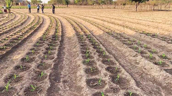 BulawayoZoom's tweet photo. #ZimAgricRising

The distribution of the 2022/2023 #Pfumvudza/ #Intwasa agricultural inputs will be according to agro-ecological regions to ensure maximum production @MoLAFWRD_Zim @basera_john @Commandagricul1 @InfoMinZw_Plum https://t.co/VM0c74L9Yx