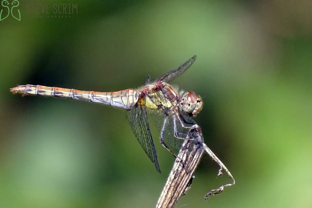 Common Darter. Davyhulme Millennium Nature Reserve
28.08.22
<a href="/FlixtonUrmston/">Love where you live</a> <a href="/UrmstonMeadows/">Urmston Meadows</a> <a href="/GMGreenCity/">GM Green City</a> <a href="/CityofTreesMcr/">City of Trees</a> <a href="/TCVManchester/">TCV Manchester</a> @GroundworkGM <a href="/unitedutilities/">United Utilities</a> <a href="/promotetrafford/">Promoting Trafford</a>