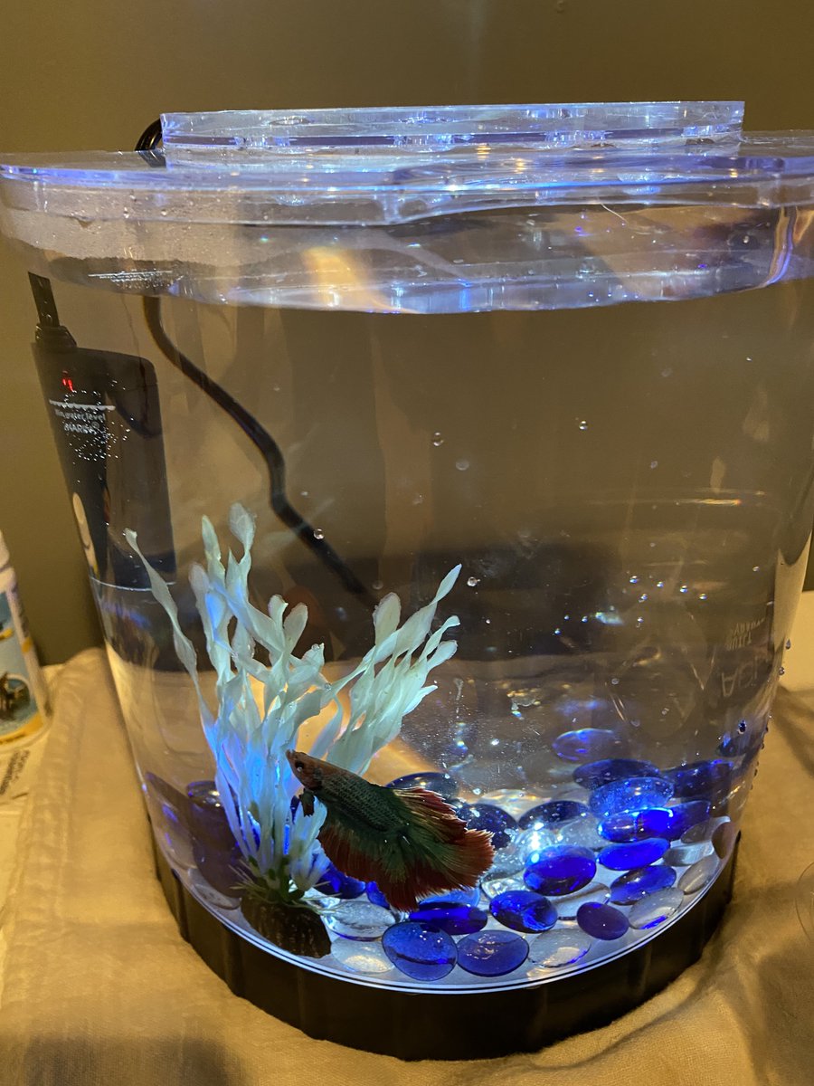 LNH2803's tweet photo. @SwimmerMichael my little swimmer named his new pet fish after you as he hopes to swim the breast stoke in the olympics some day. #newfan https://t.co/4g9Ph8Sjhz