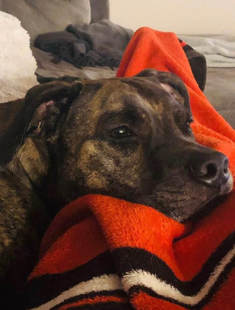 PoddyPiper's tweet photo. @dog_rates @Trupanion https://t.co/fAAQtIYiVt