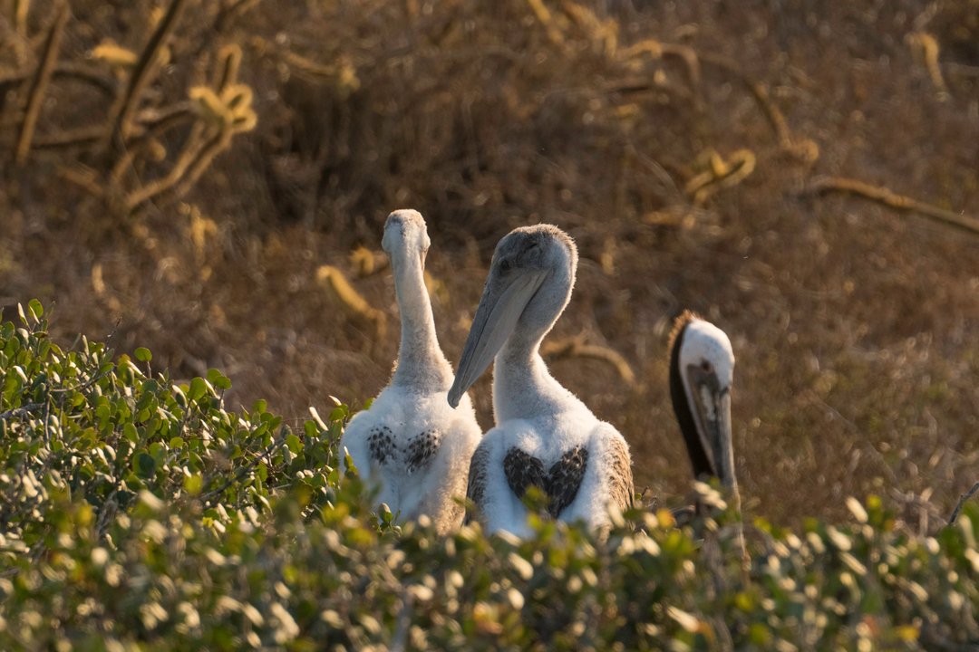 Sustainable aquaculture doesn't just help improve our oceans and fish stocks, it also helps foster healthy ecosystems. We love seeing our Ensenada wildlife thrive around us.