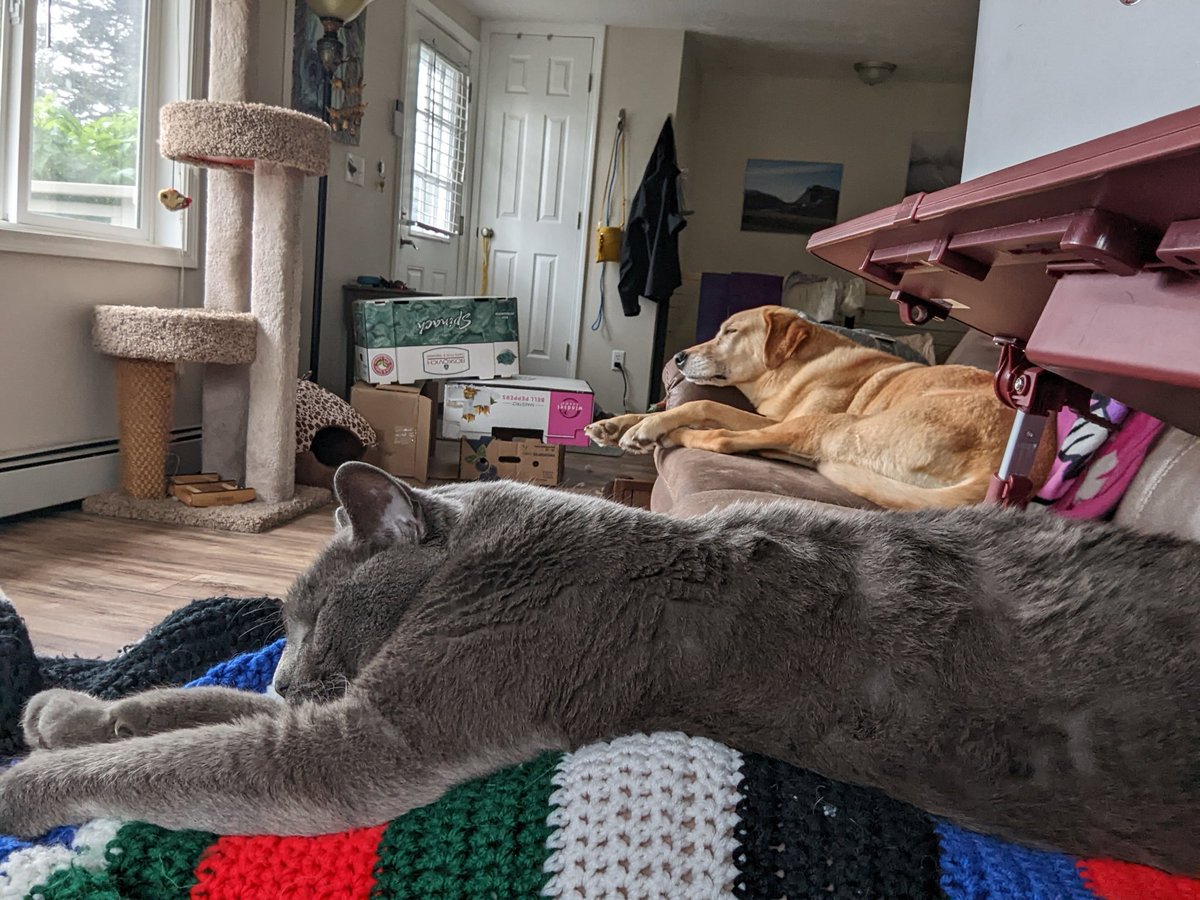 It's a busy Monday here at the office. Those naps just aren't gonna take care of themselves! 😂