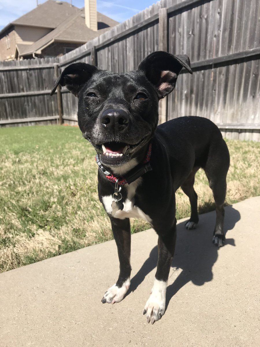 mistyjordan's tweet photo. @dog_rates @Trupanion Margo ♥️🐾 https://t.co/6djTNoSg5V