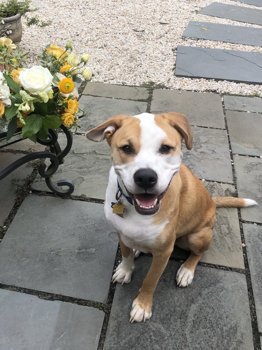Negerbomb's tweet photo. @dog_rates @Trupanion This is Toby, our sweet pit mix who was recently featured by dog rates for his patented double leg scritch!  The goodest of boys, and friendliest guy on the block ♥️ https://t.co/Wq7jt7avqH
