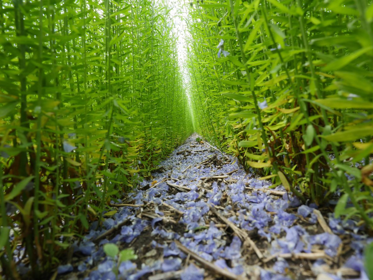 A mouse 🐭 eye view of our Rowland flax earlier this summer.