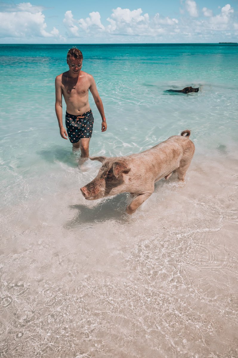 SimonNordh's tweet photo. Bahamas is the home of many curious creatures. Gentle nurse sharks, friendly iguanas, fascinating sting rays, and not least, the adorable pigs. If there is one experience I did not want to miss whilst in Bahamas, it was the amazing opportunity to swim with pigs. @GetYourGuide https://t.co/egKBzpc7Db