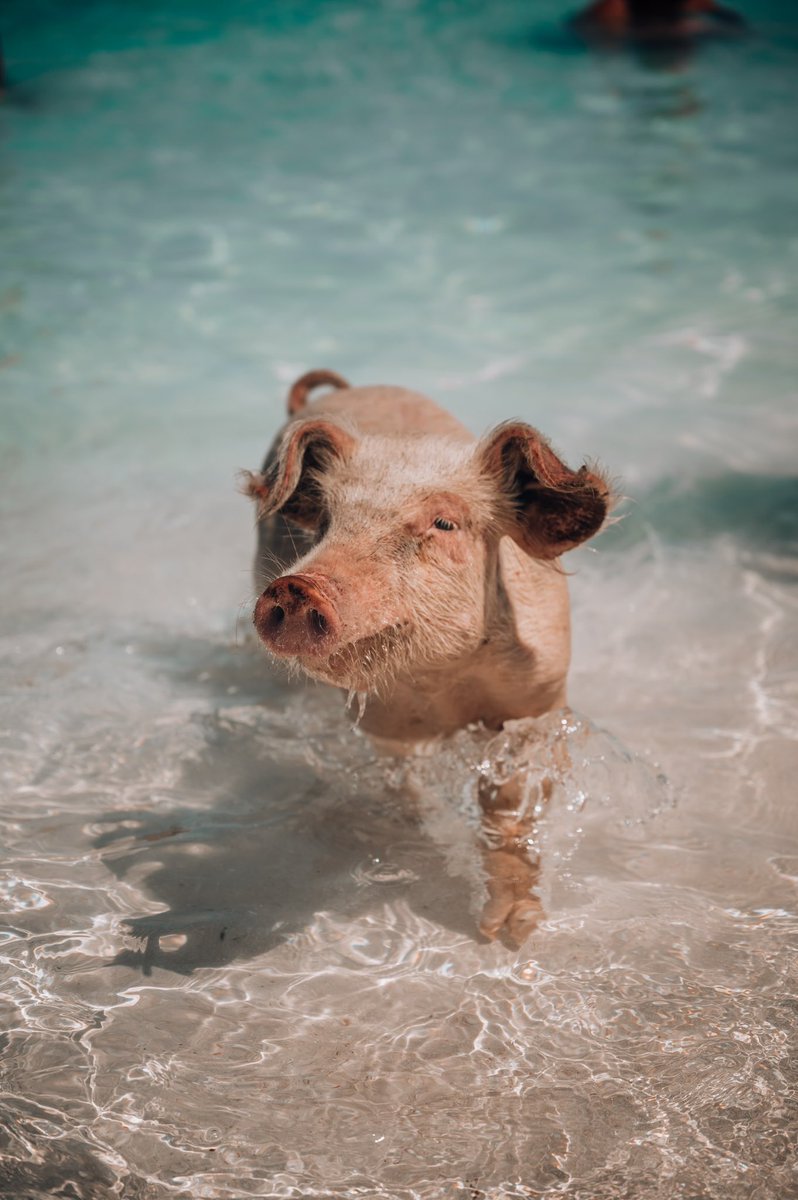 SimonNordh's tweet photo. Bahamas is the home of many curious creatures. Gentle nurse sharks, friendly iguanas, fascinating sting rays, and not least, the adorable pigs. If there is one experience I did not want to miss whilst in Bahamas, it was the amazing opportunity to swim with pigs. @GetYourGuide https://t.co/egKBzpc7Db