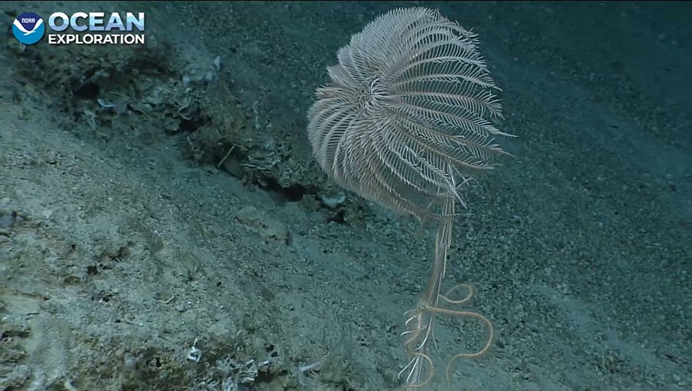 NOAA Ocean Exploration on Twitter "This stalked crinoid brings to mind a flower facing the sun