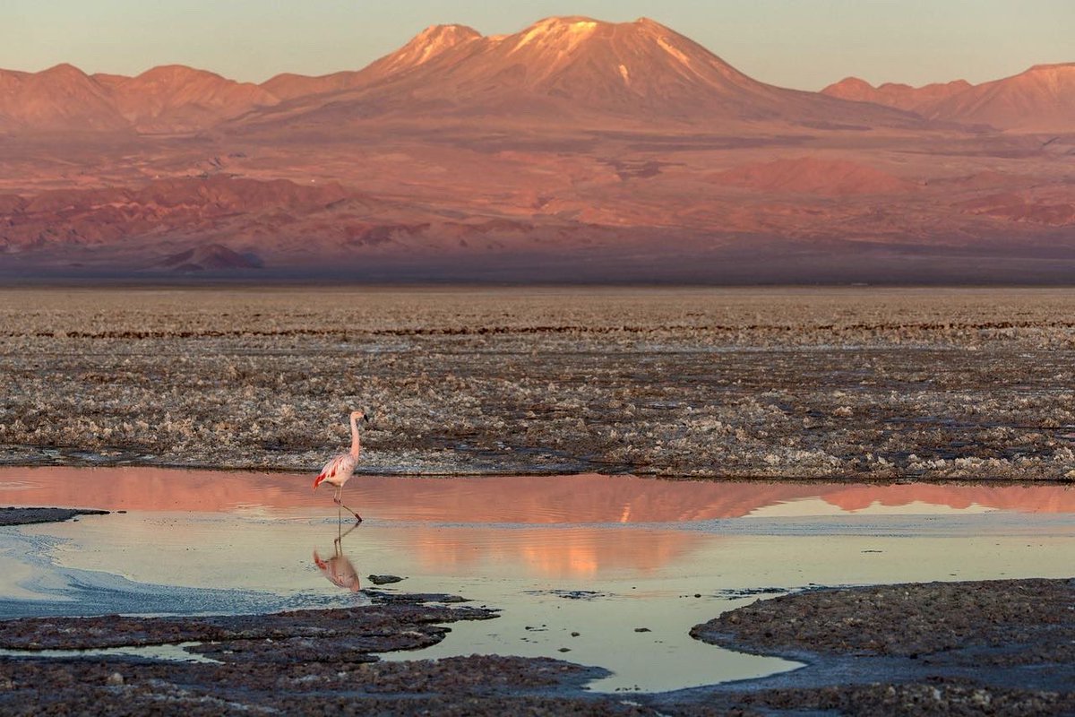 Flamingos at Chile’s Reserva Nacional de Flamencos do what pink birds do. According to some conservationists, however, they’re doing it now in lower numbers due to nearby mining operations. #gettyimages #gettyimagesnews #chile #conservation