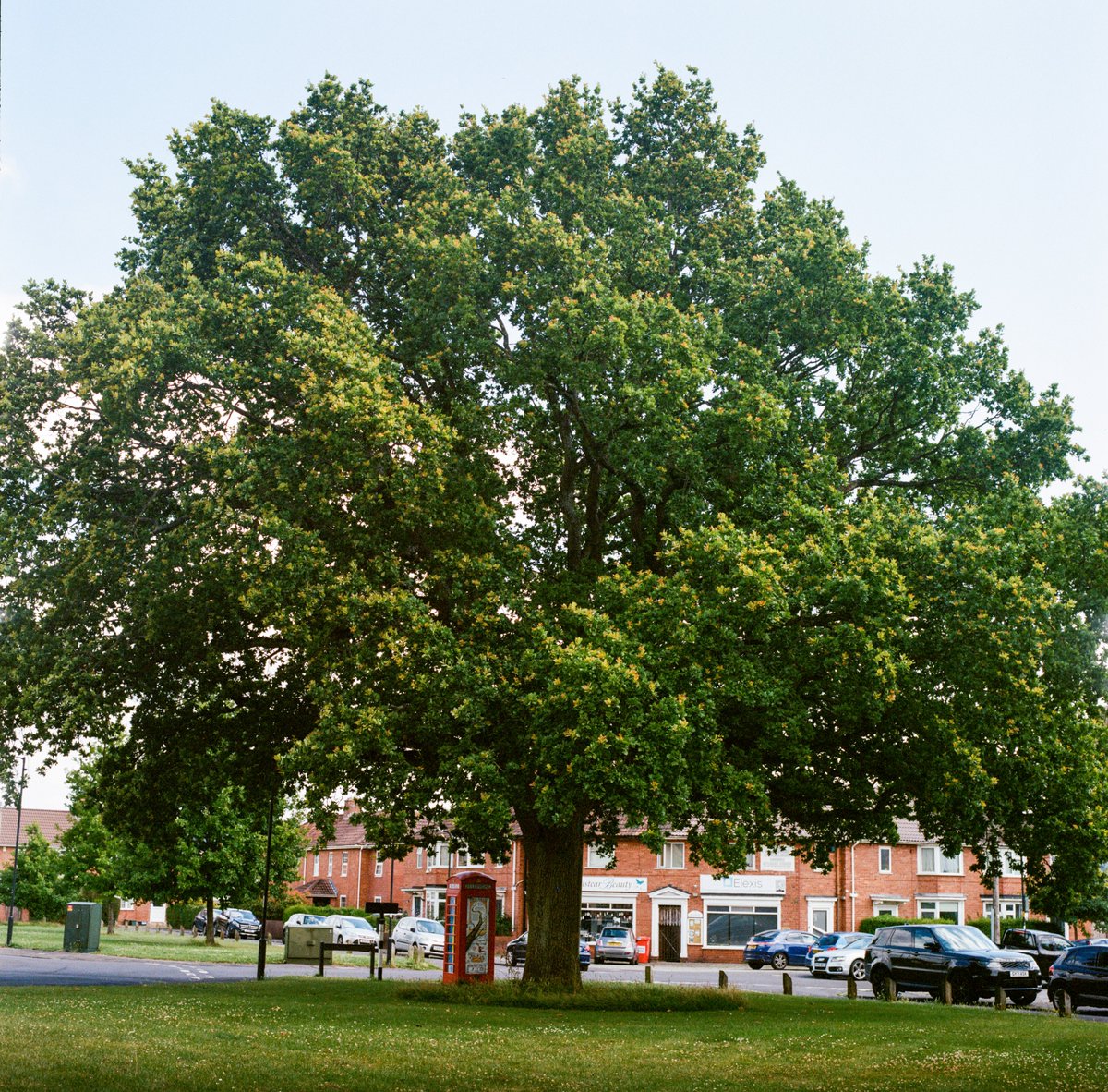 What inspired Bristol's new public artwork, #Overstory? 🌳

The artists explored stately homes, parks, gardens, and estates, to find two trees whose stories reflect the spirit of the City - a Lime at Arnos Vale and Oak at Sea Mills Estate. 

Find out more: bnhc.org.uk/festival-of-na…