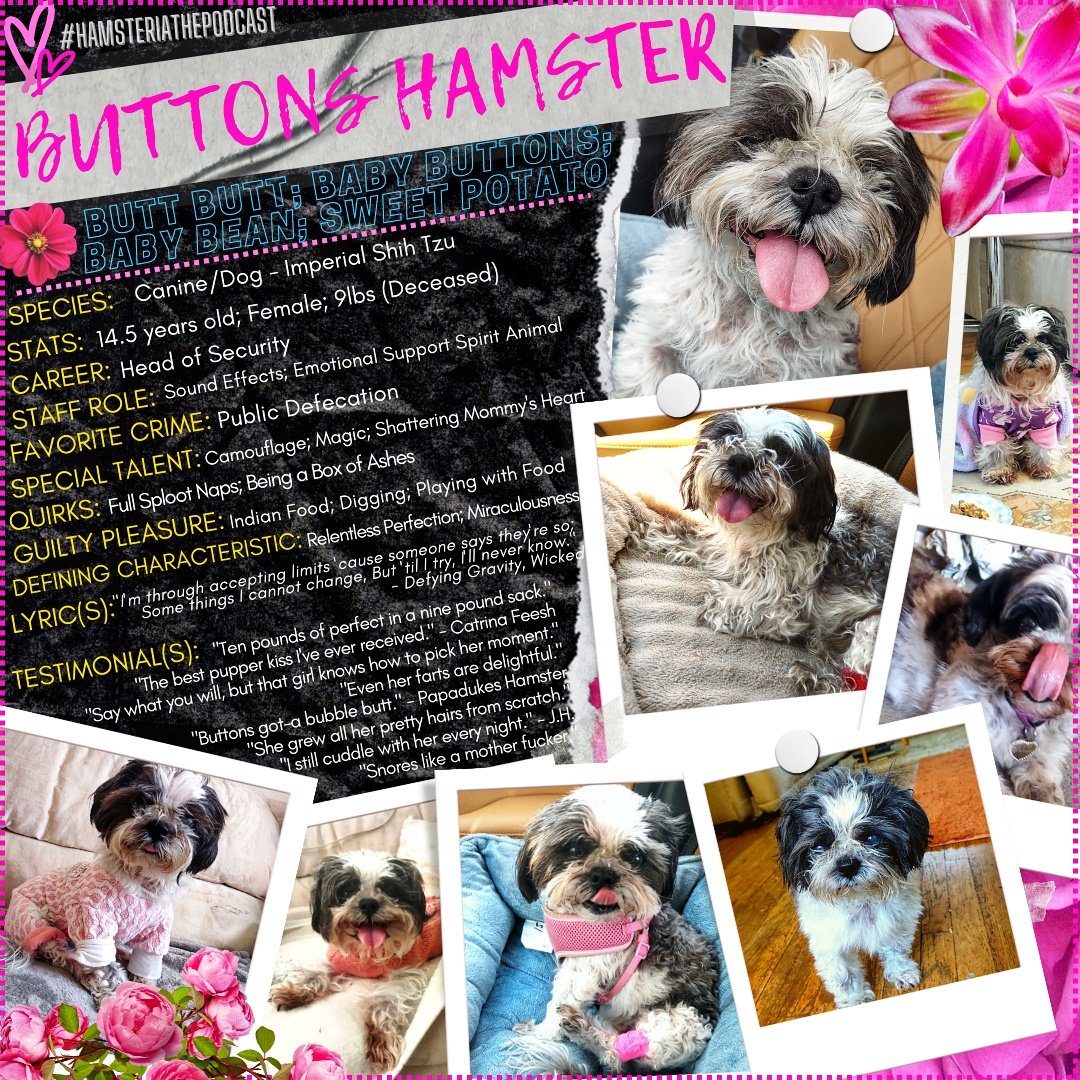 hamsteriathepod's tweet photo. We're still counting down to the @hamsteriathepod Pilot Release this Friday, September 2nd, 2022. Next up is our Emotional Support Spirit Animal, Buttons Hamster (R.I.P. August 13, 2022) ✨

#hamsteria #hamsteriathepodcast #podcast #janelhamster #janelhamstercomedy #comedypodcast https://t.co/TRz6a8WGkB