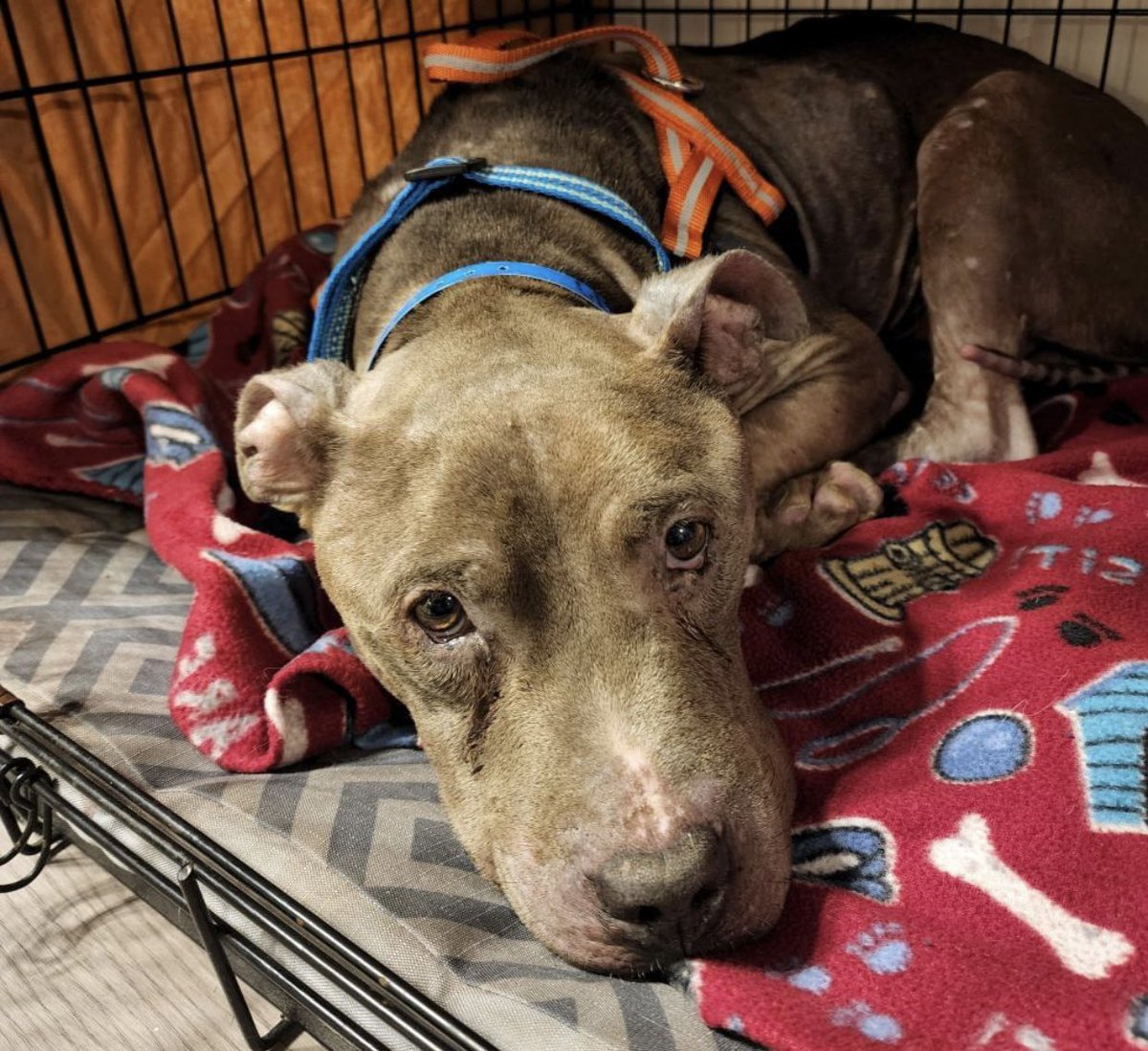Marcus Miller (MFM) on Twitter "RT reddogsusie CHANCE IS SAFE ️🎉