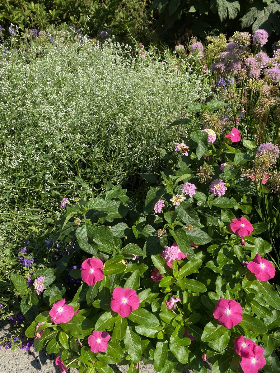 SIGardens's tweet photo. Annuals at @NMNH are hitting their peak! We are loving the billowy plumes from Euphorbia ‘Glamour’ paired with the pop of Catharanthus ‘Vinca Victory Deep Pink.’ Sweet floral notes from Lantana ‘Lucky Lavender’ attract humans and #pollinators all the same. https://t.co/EczDZmgk2I