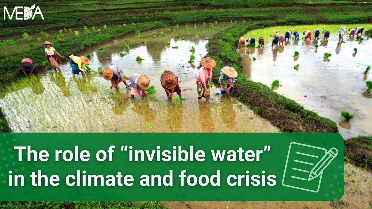 medadotorg's tweet photo. In our latest blog, MEDA's #ECC team discusses the importance of "invisible water" & how it could help us to better combat #waterscarcity and the related climate and #foodcrises 🚰💧
Learn more about the role of #invisiblewater today 🌧️➡️ https://t.co/Y5cUTOtZkm
#WorldWaterWeek https://t.co/tkYYcEXAmq