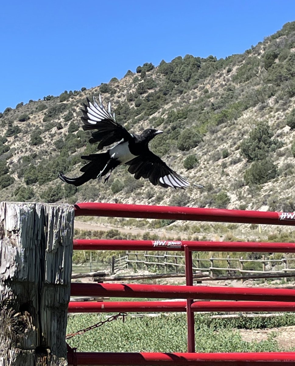 KerryDonovanCO's tweet photo. Hot take: I like magpies. https://t.co/CQiDu9z4pX