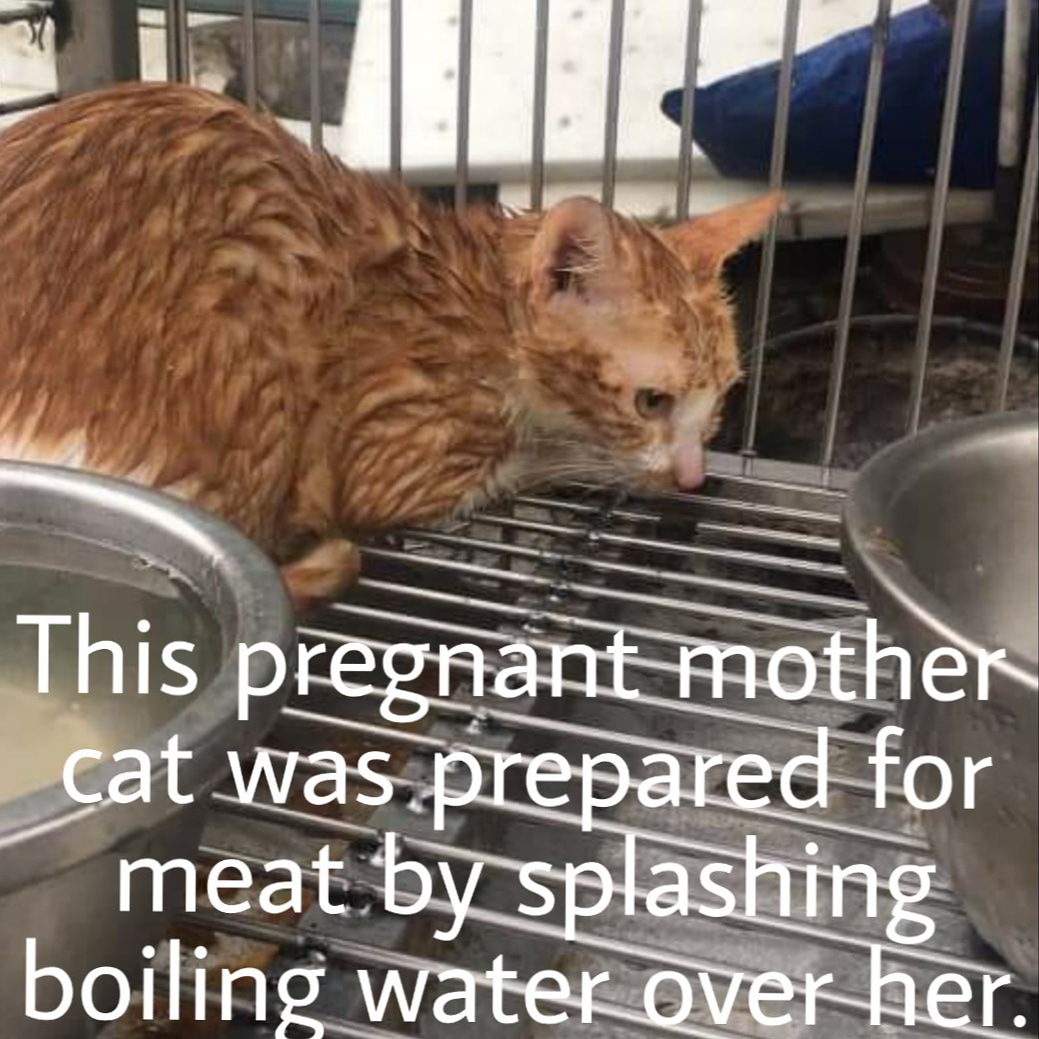 WeAreNotFood's tweet photo. Please share this post for them. The world needs to know. 

The Vietnamese government allows this brutal trade to run rampant. It's a shame.

#catmeat #catmeattrade #catslaughter #catsslaughterhouse #TigerShop #LittleTiger #animalcruelty #violence #animalabuse #torture https://t.co/r8hGmQERqm