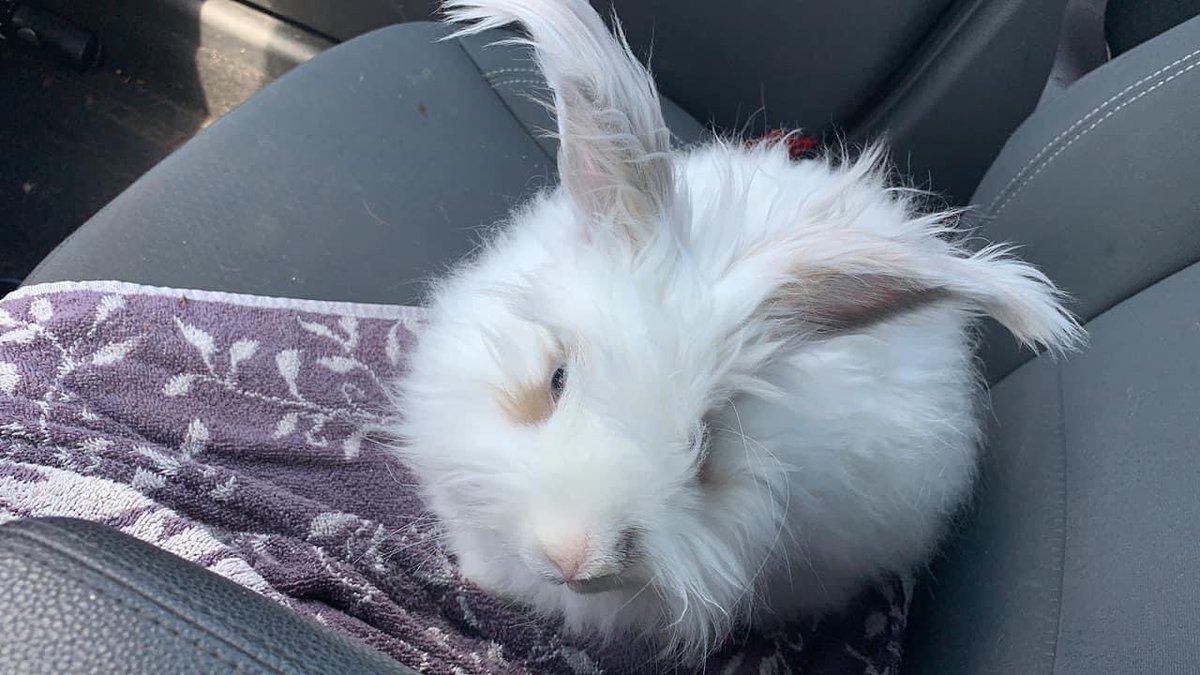 bunsofconyers's tweet image. Happy Gotcha Day to sweet Sugar Pie, our little stud muffin!