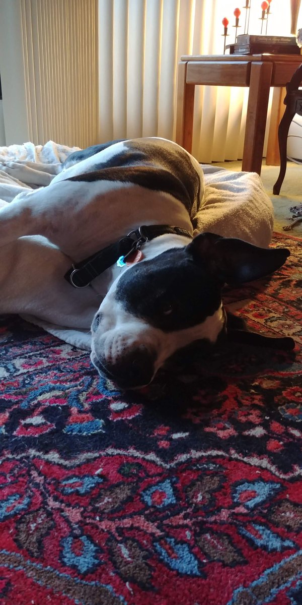 devon_emily's tweet photo. @dog_rates @Trupanion Full time napper. https://t.co/8NyKI0JztN