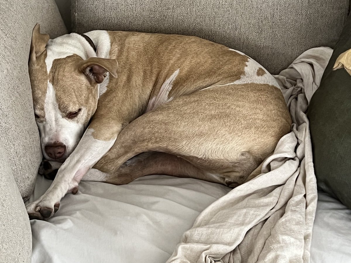 jpetrone99's tweet photo. @dog_rates @Trupanion Frida the sweetest dog I’ve ever had curling up for a nap on the couch. She’s a rescue, was mistreated but you would never know it from the way she behaves. https://t.co/pOZnL9jFgf