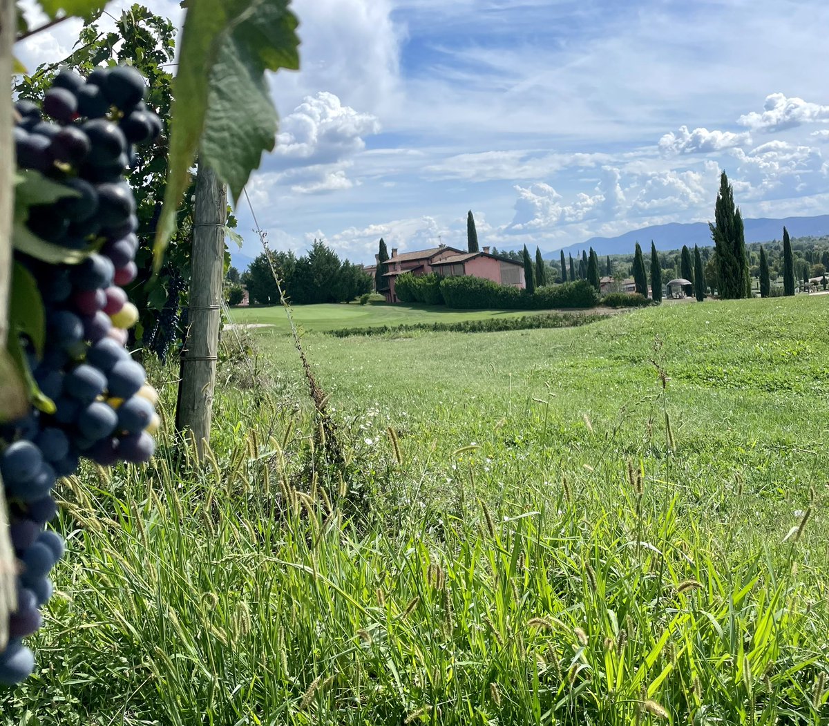 EmanueleDolce's tweet image. 18 buche tra le vigne del #Golf club &amp;amp; #Spa del Castello di #Spessa, giocato male come sempre ma in un quadro molto bello… #fvg #Italia
