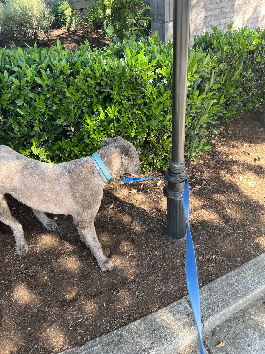 DGlaucomflecken's tweet photo. The one true test of canine intelligence https://t.co/xE8RW4JXtu