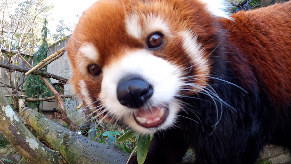 OregonZoo's tweet photo. https://t.co/TvyIwd2cSV