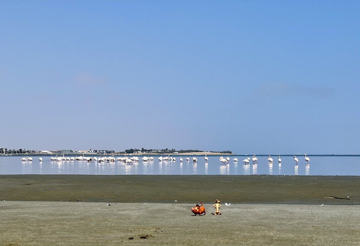 alvaudan's tweet photo. Bucket List #SandwichHarbour checked ✅ pour #Timon_And_Pumbaa. Grandiose ! A en perdre son latin 🤩 Après les dunes… la vallée de la lune (si paisible… sauf quand #madmax y roule ses mécaniques) #Backtotheroots https://t.co/QVr4neprCA