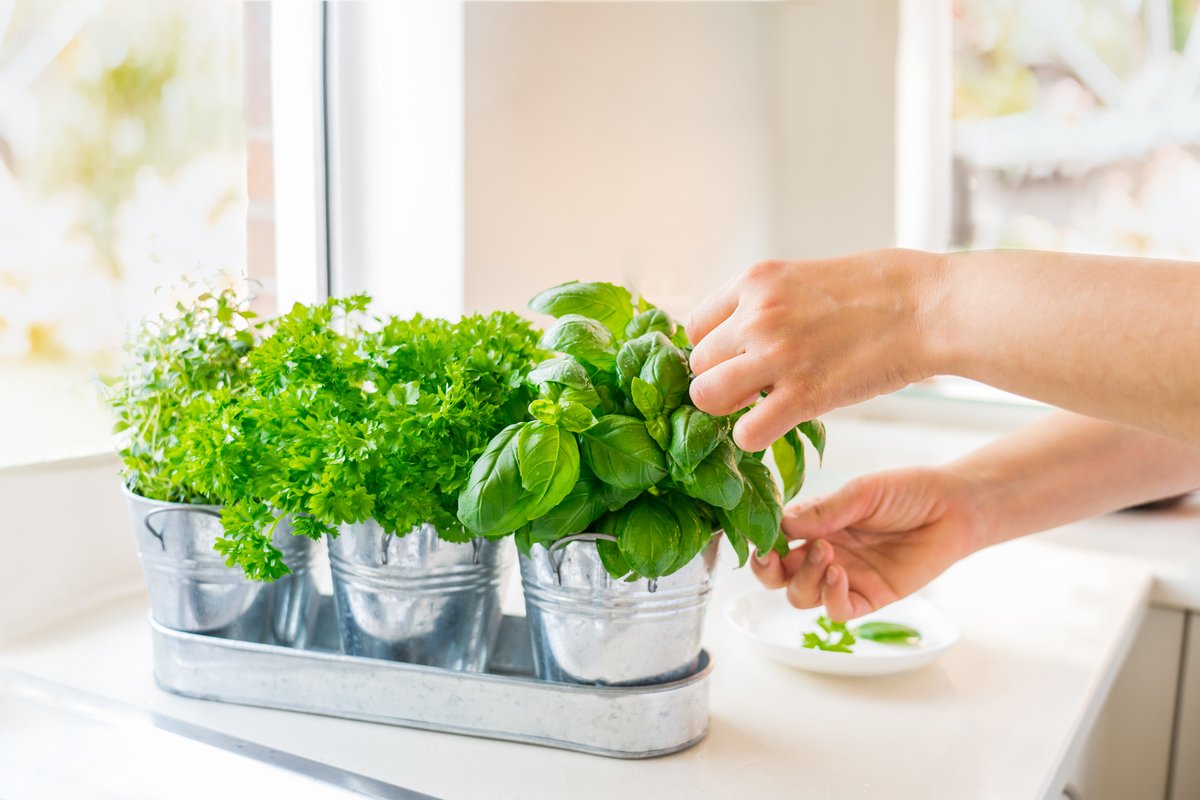 USDA_ARS's tweet photo. Put down the salt and replace it with herbs! Learn about different herbs and discover the role they play in maintaining a healthy gut with Erin Holden, ARS Technician and medicinal herb expert with U.S. National Arboretum https://t.co/ZhvbNByh3o
#MoreHerbsLessSalt https://t.co/skW2wRSw0Q