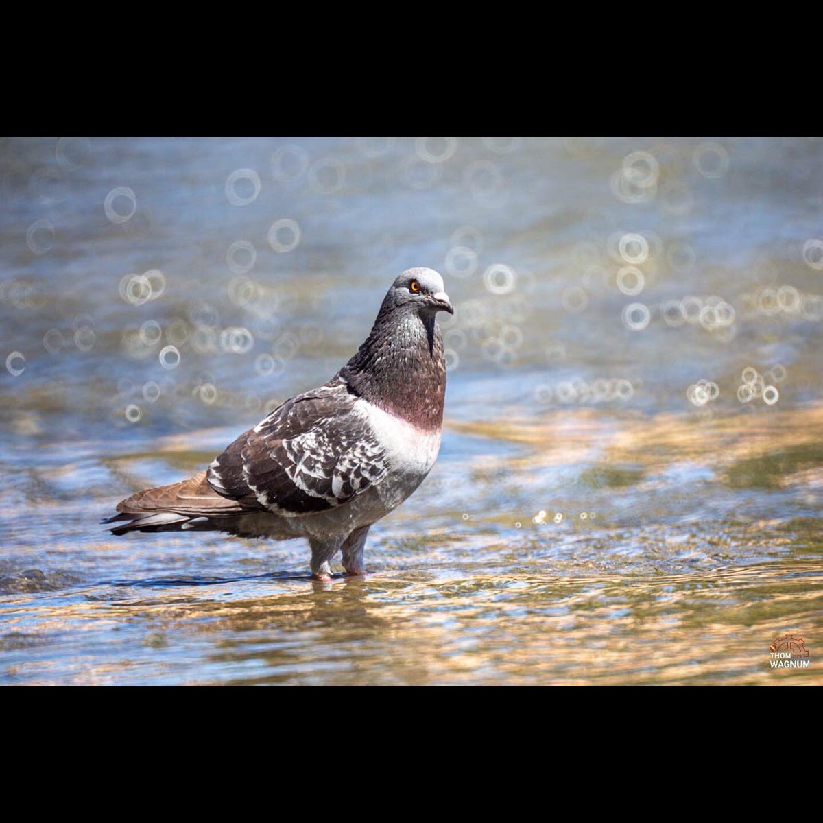 Dans notre cité mulhousienne, il est même possible de pratiquer la photo animalière…
#ciconia #corvus #lpo #mulhouse #mulhousejycrois #stork #cigogne #corbeau #cigne #pigeon #bird