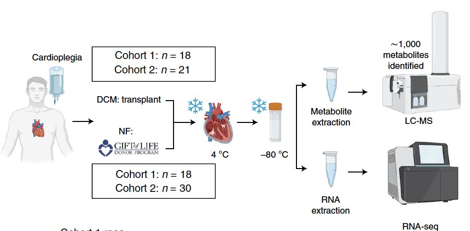 Deep metabolomics in 87 human hearts, DCM vs controls: our new manuscript in <a href="/NatureCVR/">Nature Cardiovascular Research</a> today, led by Emily Flam, <a href="/cholsoon_jang/">Cholsoon Jang</a>. lots of details! fatty acid import down; gates open at PDH complex; profound lipid derangements; &amp;more. check it out: nature.com/articles/s4416…