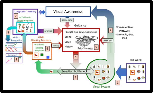 Here's an example: this is a figure from Wolfe's (2021) highly popular Guided Search 6.0. The red box is guidance, the blue box called object recognition is categorization. So categorization is assumed to occur only after encoding, and does not affect attentional at all
7/