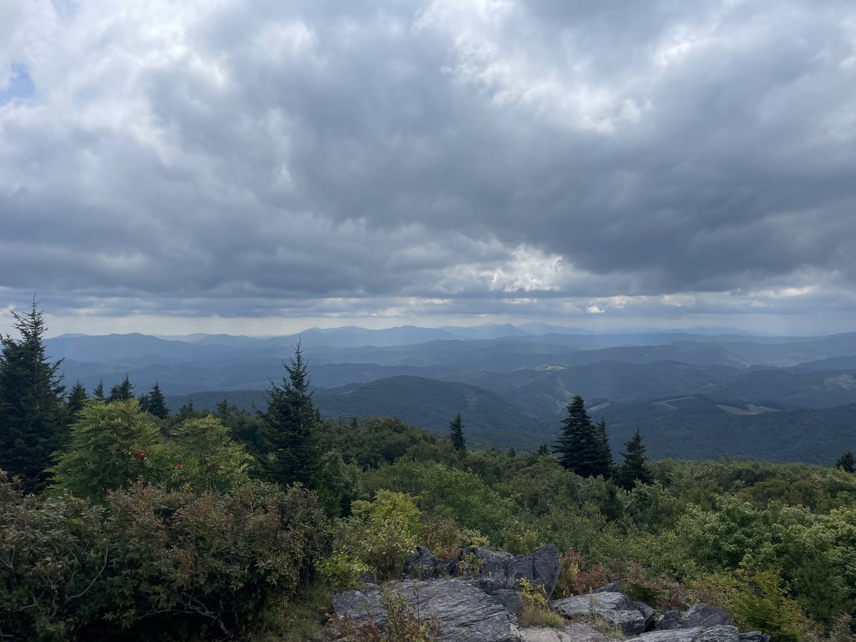 Susan Whitehead tweet media