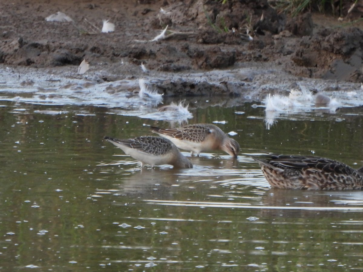 exeterbirder's tweet photo. Osprey was on post mid #ExeEstuary 5pm from #ExtonStation before heading down river + 3 Curlew Sandpipers, 3 Ruff (ad/m,juv/m,juv/f), 5 Barwits, 5 Avocet, 3 Knot, Spoonbill, 2 Whimbrel, Snow Goose on #BowlingGreenMarsh + 5 Ringed Plover, Kingfisher from #ViewPlatform this evening https://t.co/VeB7DwBLHI