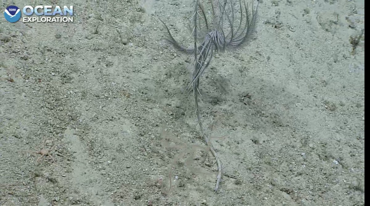 echinoblog's tweet photo. Endoxocrinus, an isocrinid shooing off an ophiotrichid brittle star, this helps explain why they are clear versus the sessile stalked crinoids 296 m Lang Bank, Puerto Rico, #okeanos #crinoidweek #echinoday https://t.co/ASHdUf9bHX