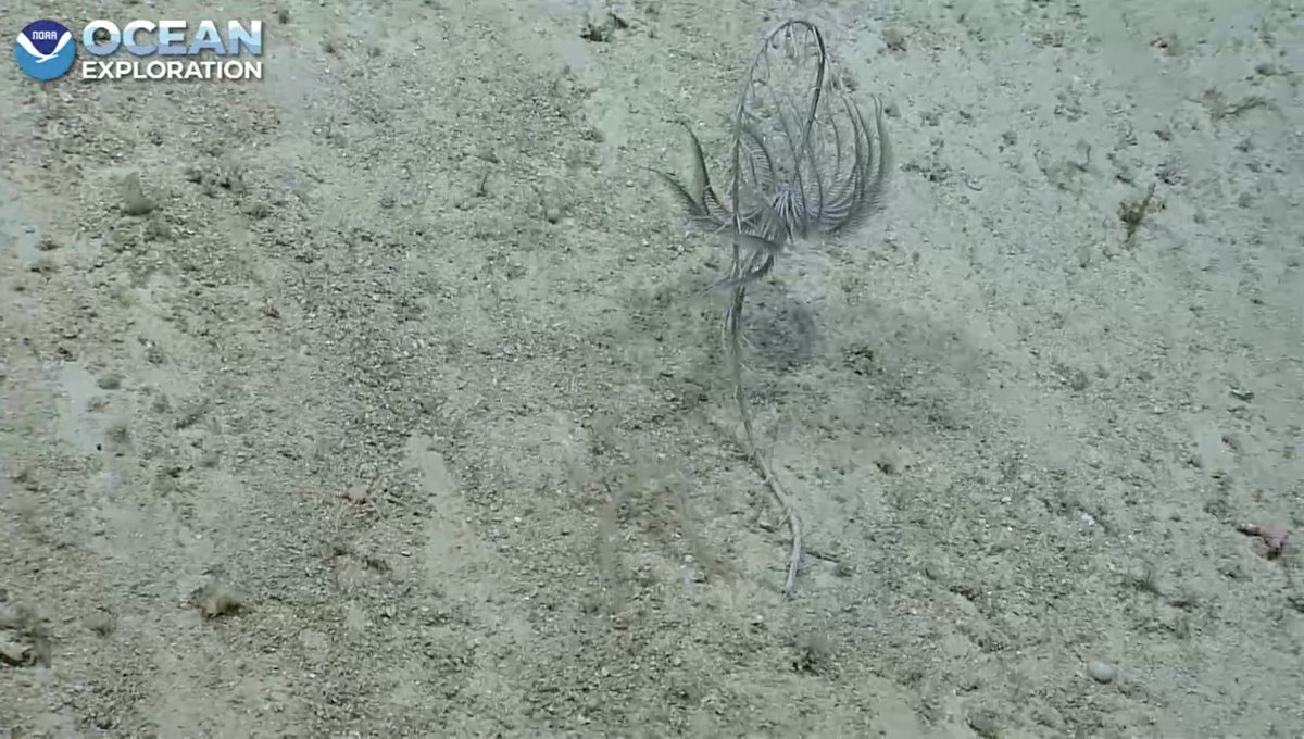 echinoblog's tweet photo. Endoxocrinus, an isocrinid shooing off an ophiotrichid brittle star, this helps explain why they are clear versus the sessile stalked crinoids 296 m Lang Bank, Puerto Rico, #okeanos #crinoidweek #echinoday https://t.co/ASHdUf9bHX