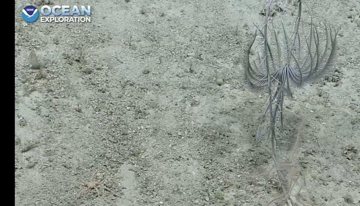 echinoblog's tweet photo. Endoxocrinus, an isocrinid shooing off an ophiotrichid brittle star, this helps explain why they are clear versus the sessile stalked crinoids 296 m Lang Bank, Puerto Rico, #okeanos #crinoidweek #echinoday https://t.co/ASHdUf9bHX