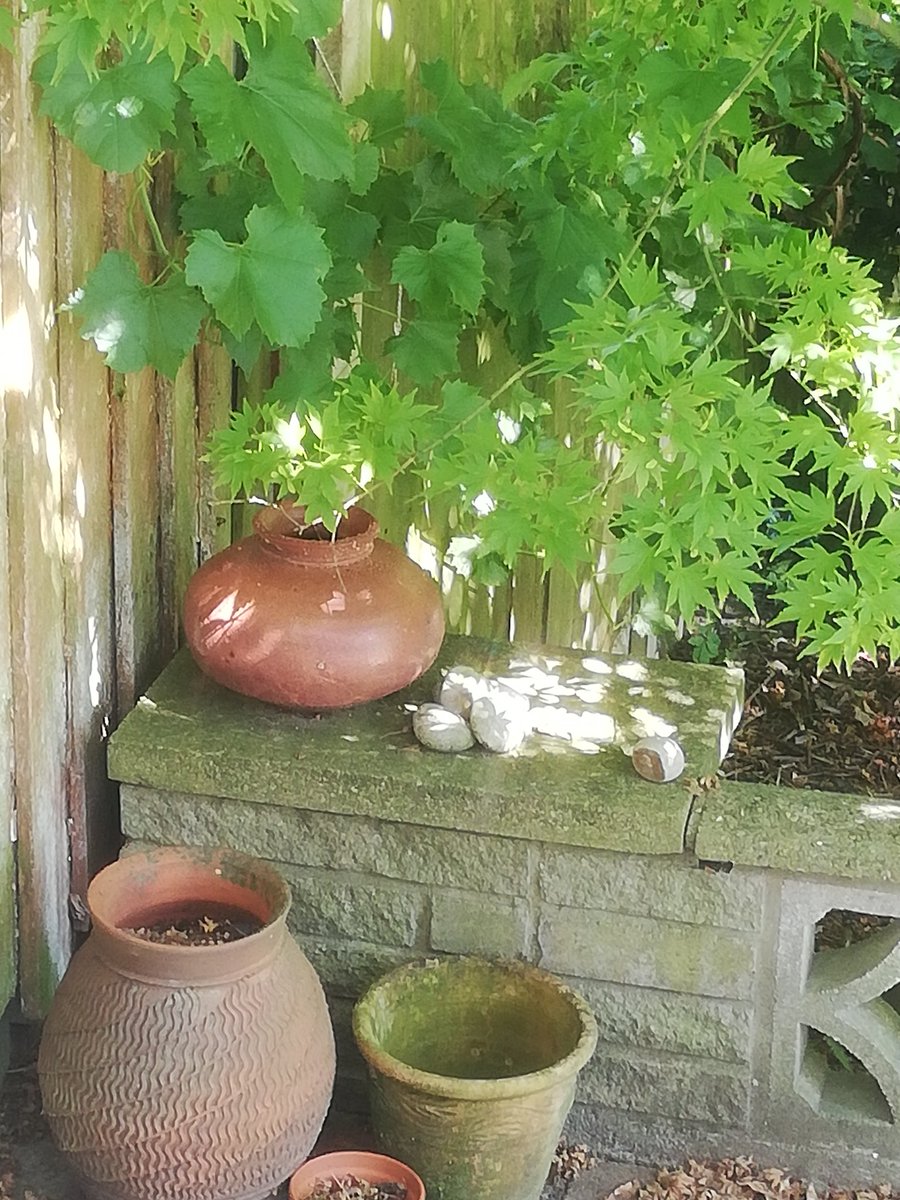 jlceramics's tweet photo. Enjoying a lazy Sunday knowing that it's followed by a Bank Holiday Monday;
Rediscovering a cool, green dappled corner of the garden on a humid afternoon;
Havesting more plums and the anticipation of future plumble.
#SmallBeautiesHour
#LazySunday
#DappledShade
#Plumble https://t.co/128LQDTQ6f