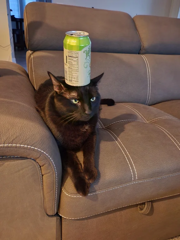 ShowYourCat's tweet photo. https://t.co/d1XgkWCJ3L