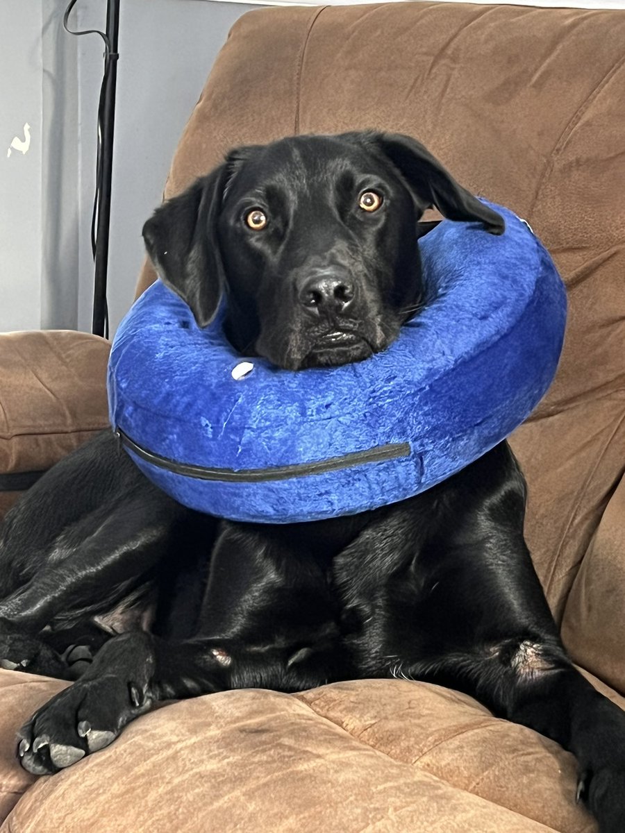 tom_beech's tweet photo. It’s safe to say the dog is not happy about the inflatable come situation https://t.co/BqnSgLqOWs