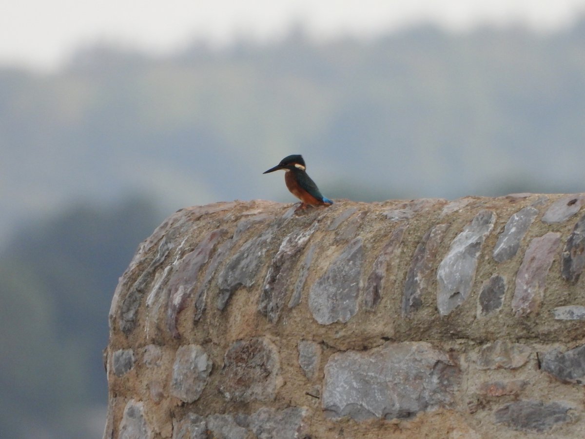 exeterbirder's tweet photo. Osprey was on post mid #ExeEstuary 5pm from #ExtonStation before heading down river + 3 Curlew Sandpipers, 3 Ruff (ad/m,juv/m,juv/f), 5 Barwits, 5 Avocet, 3 Knot, Spoonbill, 2 Whimbrel, Snow Goose on #BowlingGreenMarsh + 5 Ringed Plover, Kingfisher from #ViewPlatform this evening https://t.co/VeB7DwBLHI