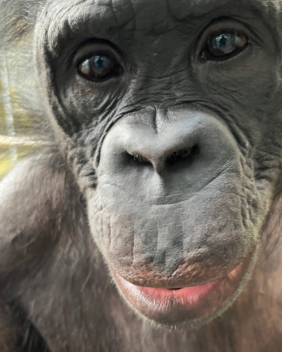 ApeInitiative's tweet photo. THANK YOU! We are blown away by the outpouring of support and concern for our bonobos and team following the recent burglary at Ape Initiative. The Des Moines Police Department is actively investigating the crime, so we cannot disclose specific details at this time… https://t.co/J1yhJ1E9cK