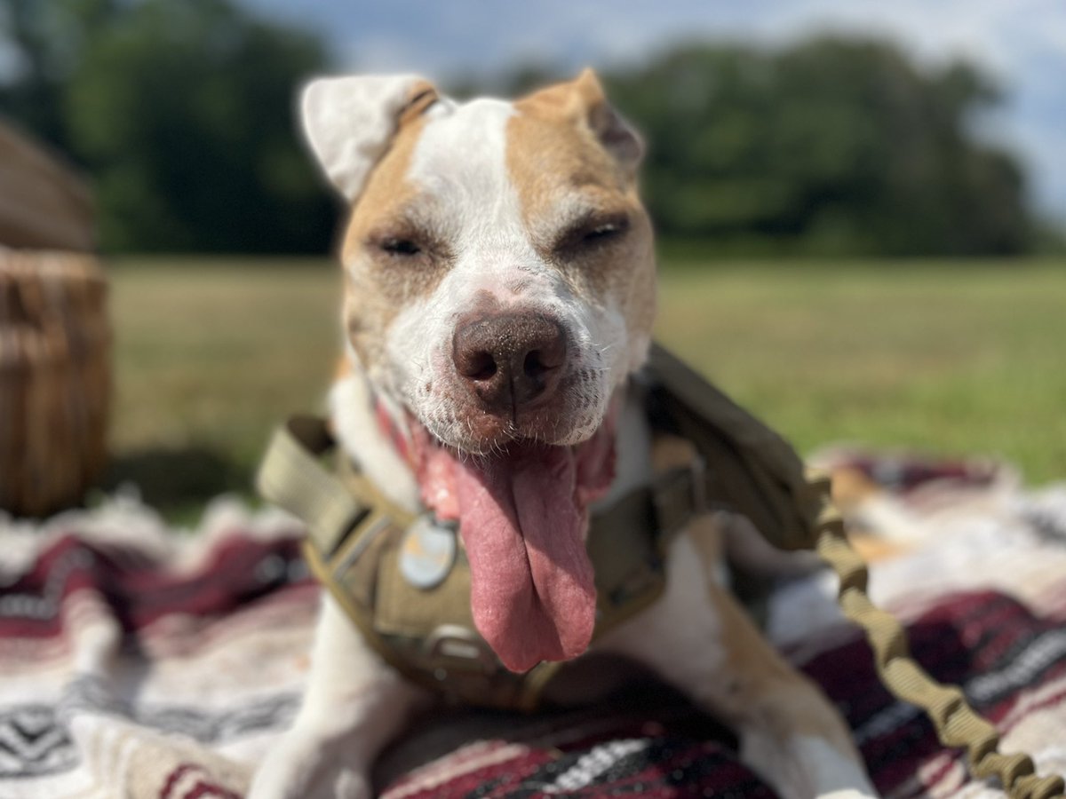 Laura Papaleo tweet media