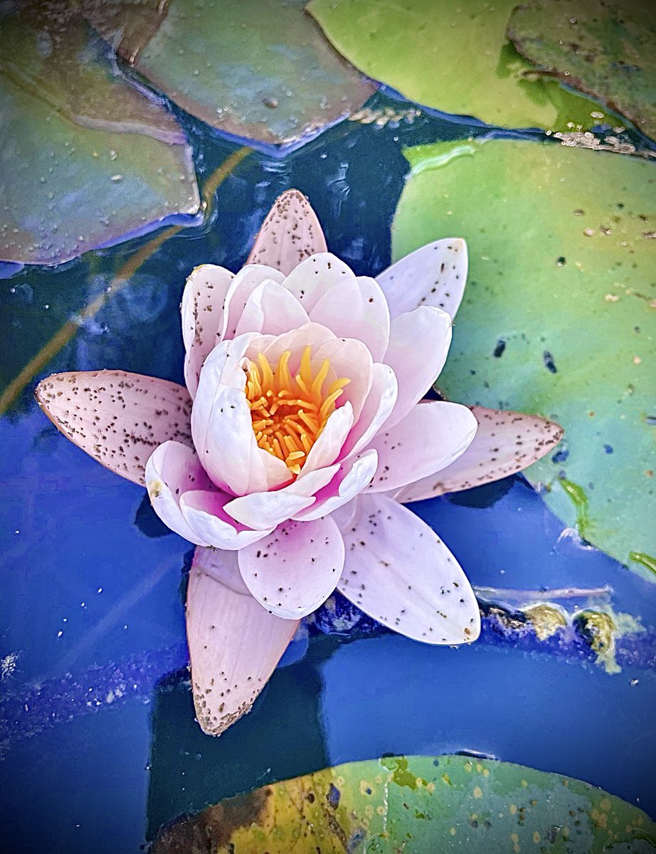 Snax85one's tweet image. #water lily

#nftphotography #nfts #nft #nftart #nftartist #NFTCommunity