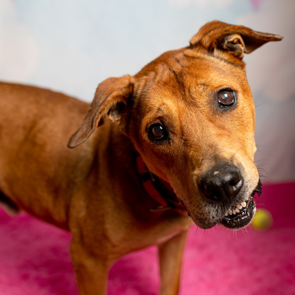 At 10y3mo old, we think he's still just as cute as any puppy, but lately he's been a bit down because he's homeless. Help us cheer him up with a compliment? And please don't overlook the older ones, senior dogs are the best! 🥹😘🥹😍🐾

Adopt Astro! ❤️ bit.ly/AstroPoochieUPR