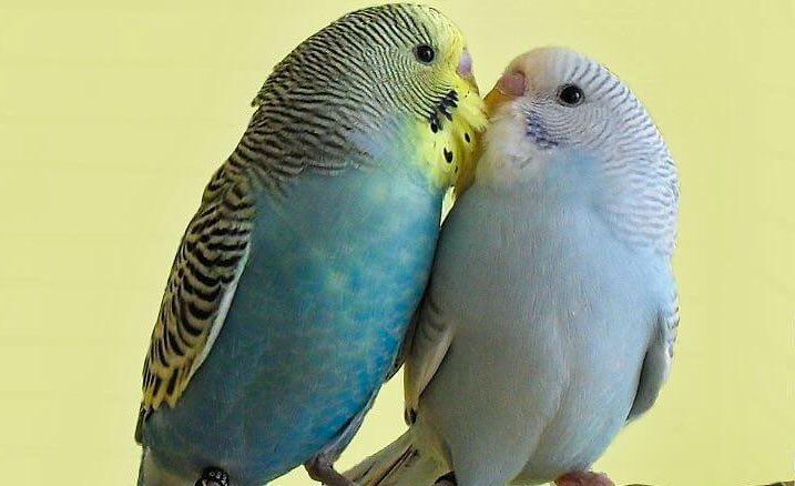 Meine Wellensittiche: Piepmats Hummels und Piepmatze Ginter (v.l.n.r.)