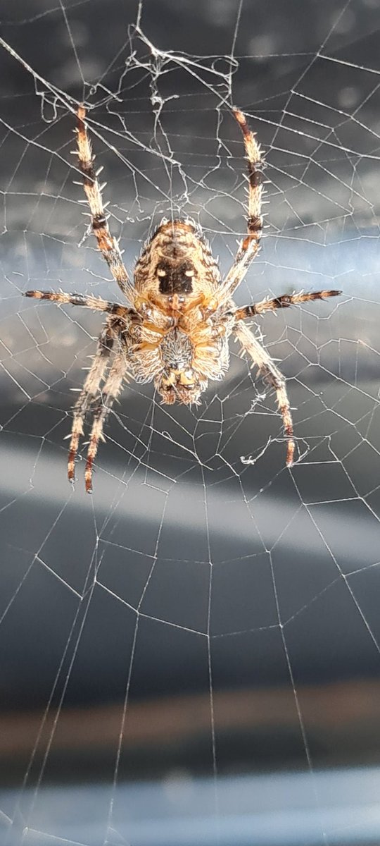 PaceBarry's tweet photo. Just done 220 miles... lets see if you're still there in the morning
#IncyWincySpider https://t.co/AGv7gpiPoW
