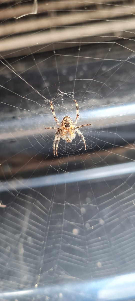PaceBarry's tweet photo. Just done 220 miles... lets see if you're still there in the morning
#IncyWincySpider https://t.co/AGv7gpiPoW