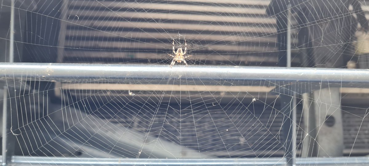 PaceBarry's tweet photo. Just done 220 miles... lets see if you're still there in the morning
#IncyWincySpider https://t.co/AGv7gpiPoW